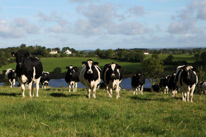 Vaci irlandeze grass fed